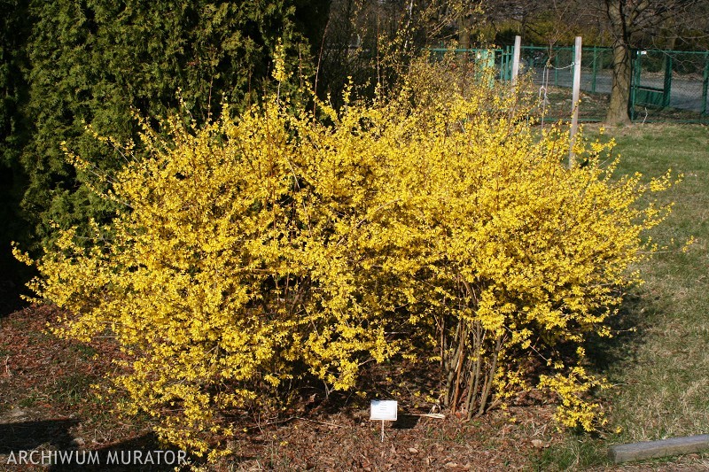 Forsycja