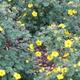 Pięciornik krzewiasty (Potentilla fruticosa). Zasady uprawy pięciornika Pięciornik krzewiasty (Potentilla fruticosa). Zasady uprawy pięciornika